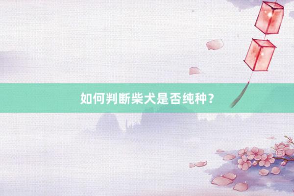 如何判断柴犬是否纯种？